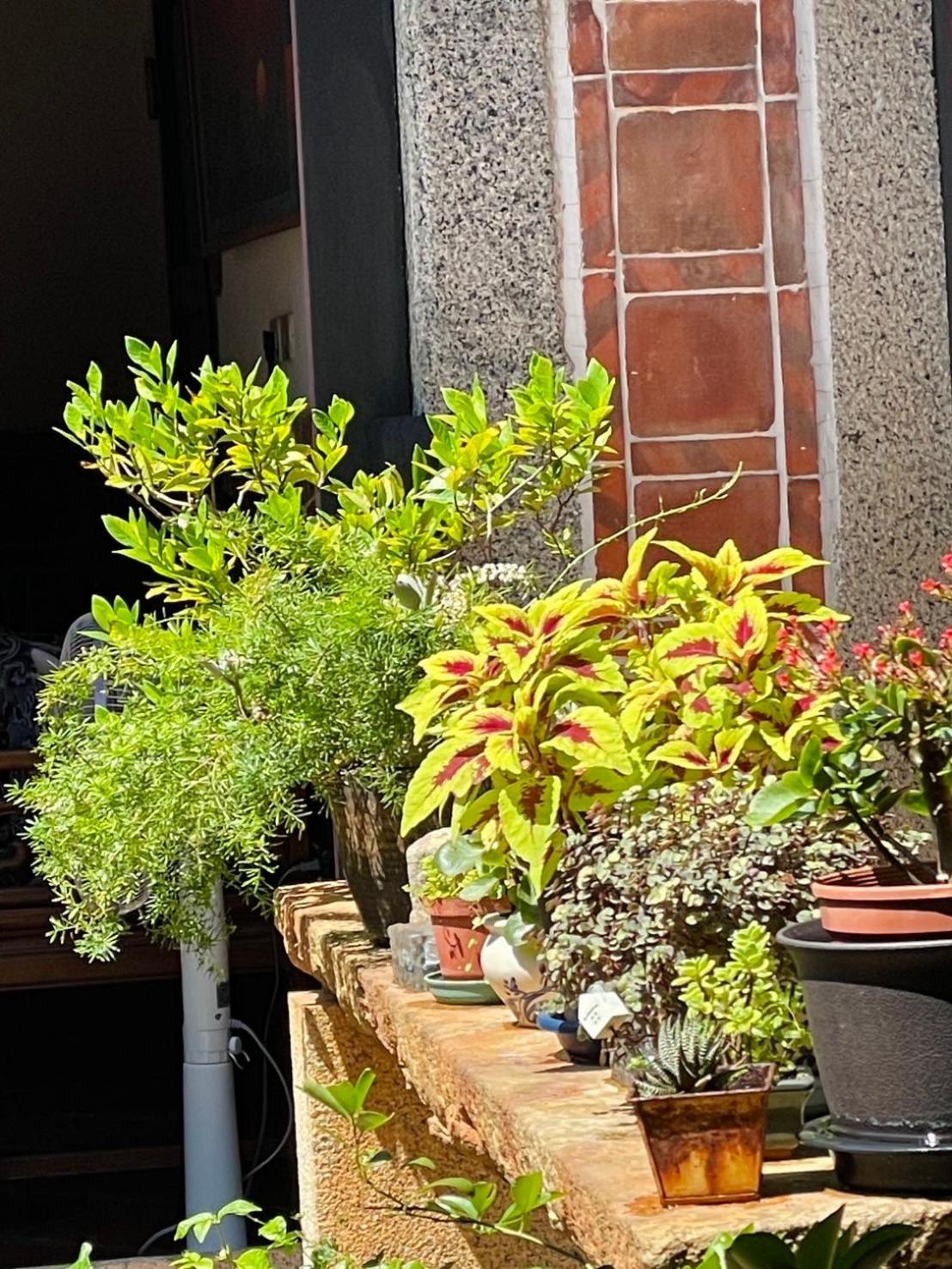 Grace Homestay Jincheng Dış mekan fotoğraf