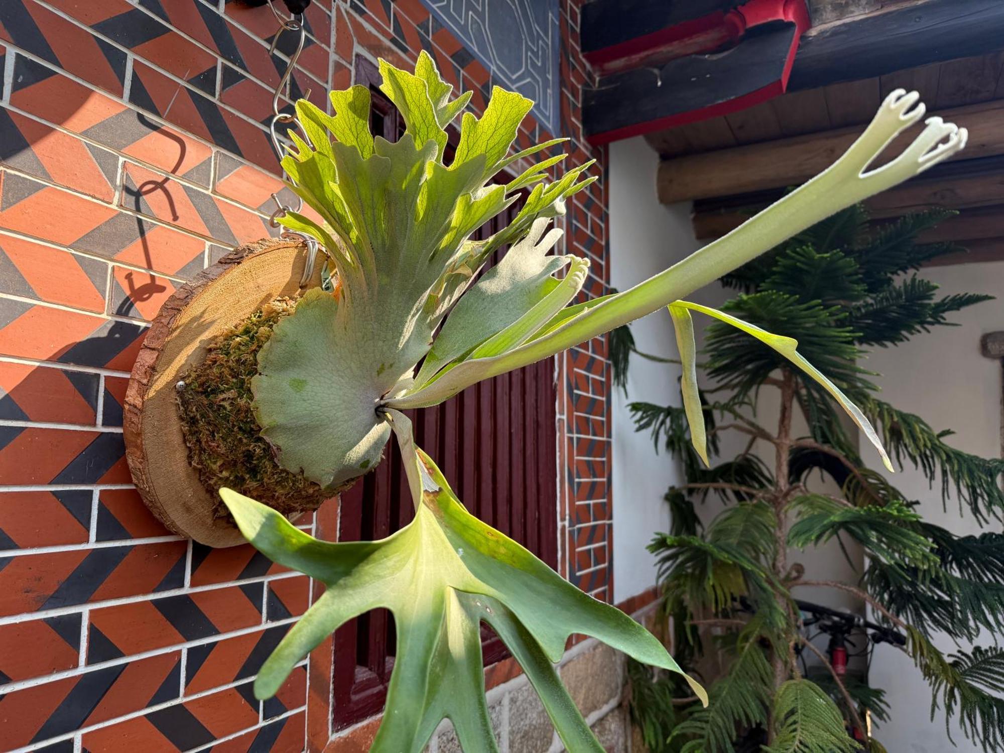 Grace Homestay Jincheng Dış mekan fotoğraf